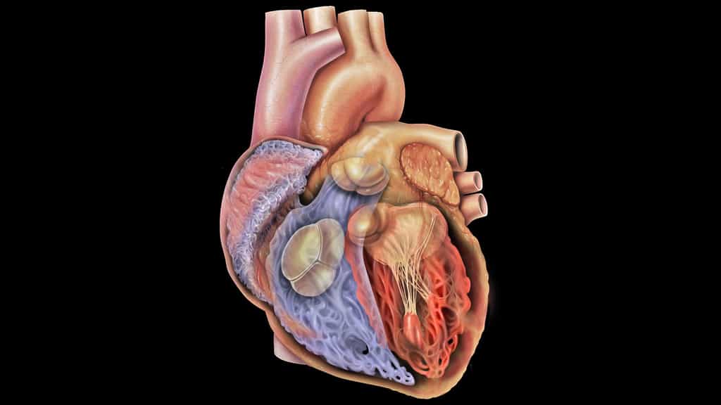 Vue du cœur : les valves