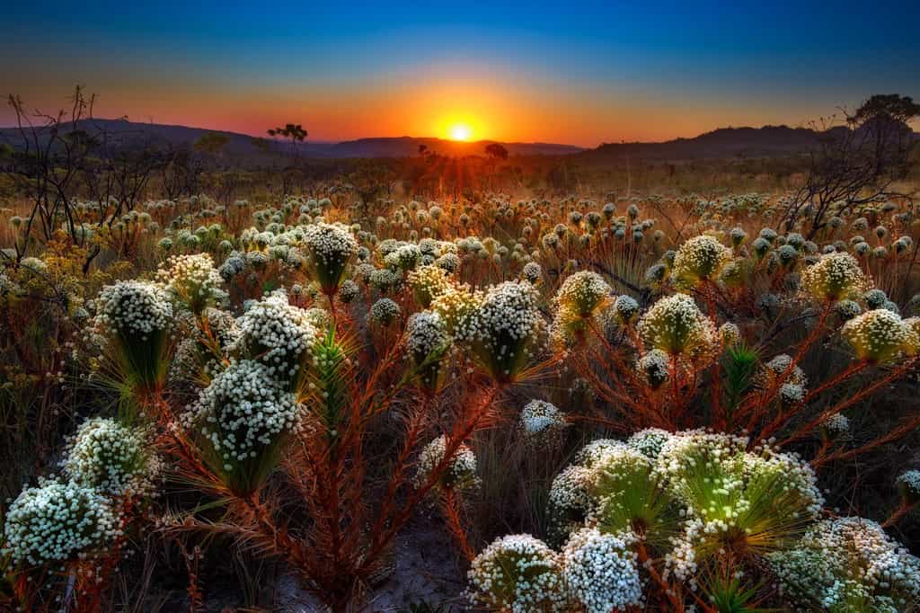 Les fleurs de la savane du Cerrado