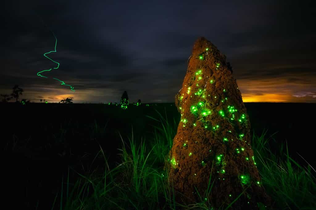 Le Cerrado, les termitières luminescentes