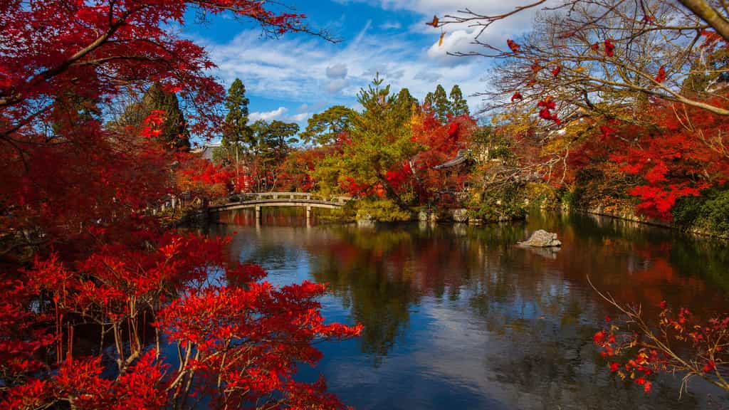 Le jardin japonais et son automne flamboyant