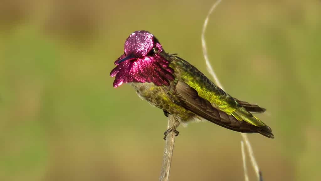 Le colibri aux mille couleurs