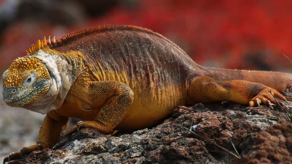 L’iguane terrestre des Galapagos, une espèce vulnérable