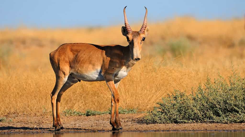 L’incroyable migration de l’antilope Saïga