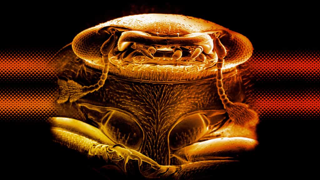 Les Phalacridae sous l'œil du microscope électronique