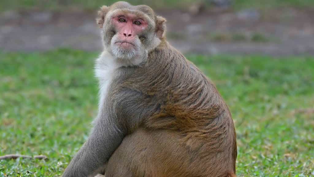 Le macaque rhésus