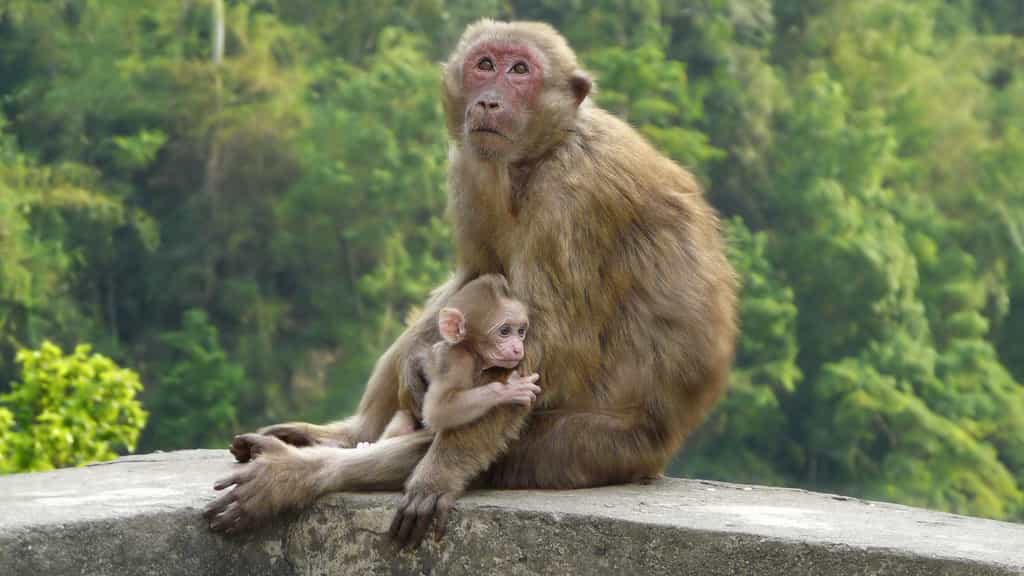 Le macaque d'Assam