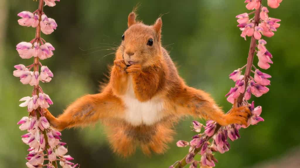L'écureuil équilibriste
