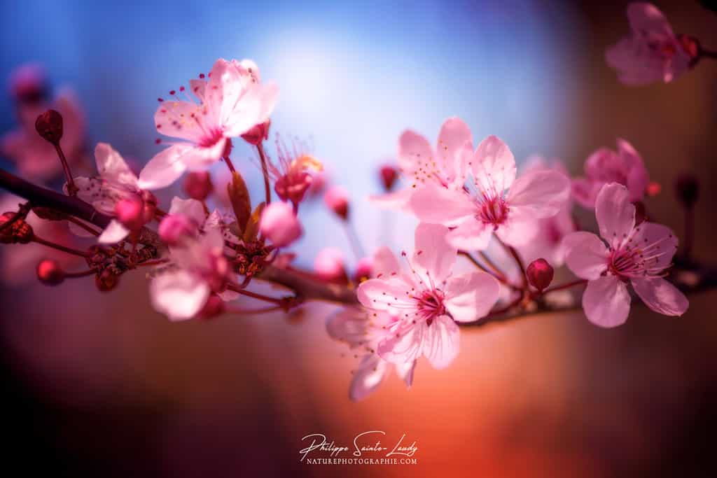 La fleur du cerisier, l'énergie du printemps