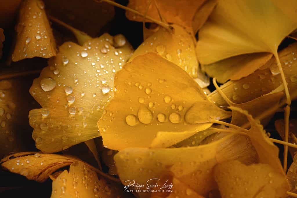 L'automne, couleur or