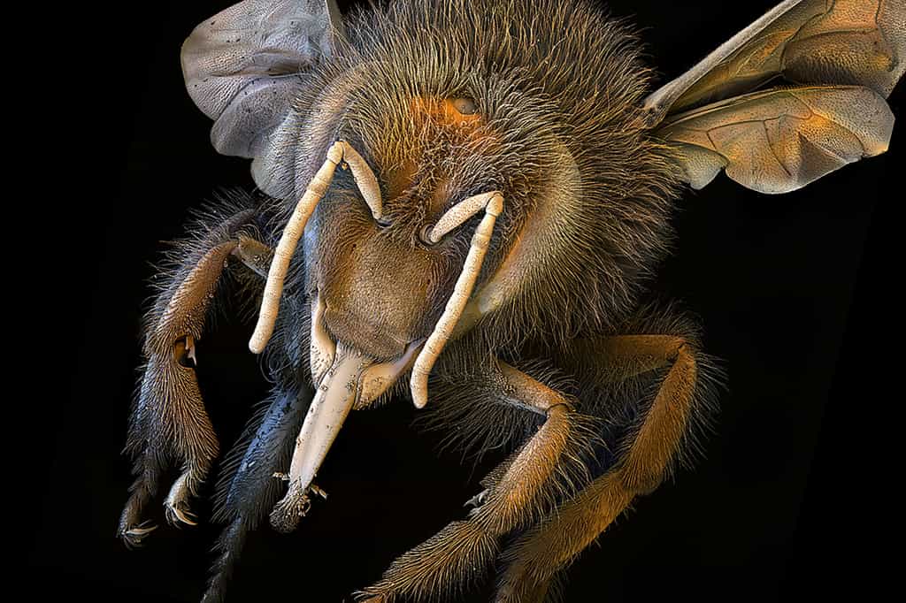 Zoom sur une abeille mellifère