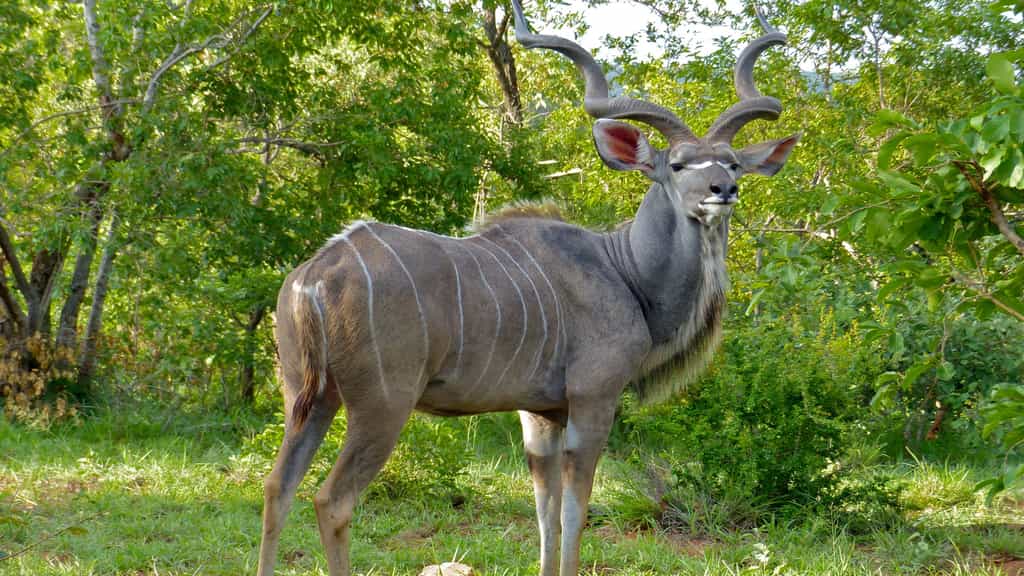 Le Grand koudou, une antilope finement rayée
