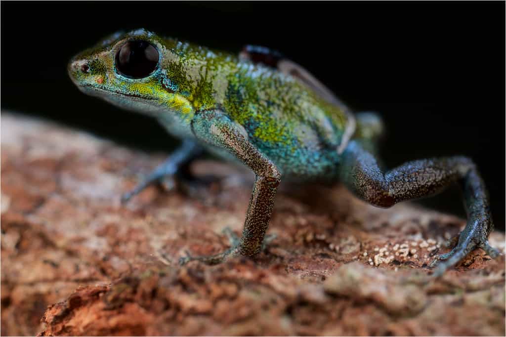 Oophaga pumilio, une grenouille entre vert et bleu