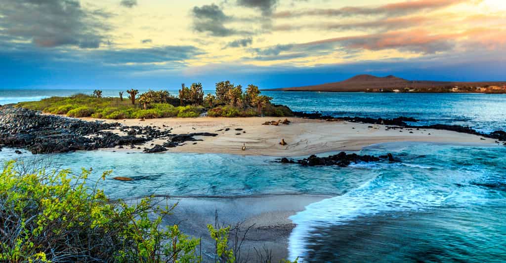 L'Équateur est un pays d'Amérique du Sud, blotti entre le Pérou et la Colombie. Il compte dans son territoire les Îles Galapagos, situées dans l'océan Pacifique. Cet archipel d'îles volcaniques et d'îlots est un joyau inscrit au patrimoine de l'Unesco dès 1978. Son isolation à plus de 1.000 km du continent sud-américain a, entre autres, permis le développement d'une faune et d'une flore endémiques, des espèces qui sont notamment protégées au sein de la réserve marine des Galapagos et du parc national des Galapagos. L'Unesco parle d'un « musée vivant et une vitrine de l’évolution » qui aurait inspiré à Charles Darwin sa théorie de l'évolution.© Rene, Adobe Stock