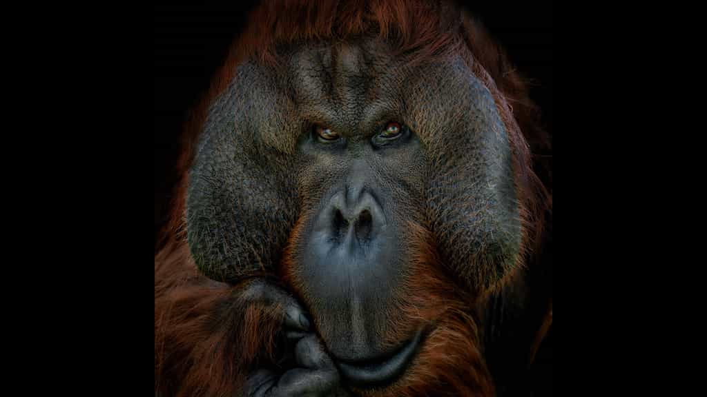 L’orang-outan, l’homme de la forêt