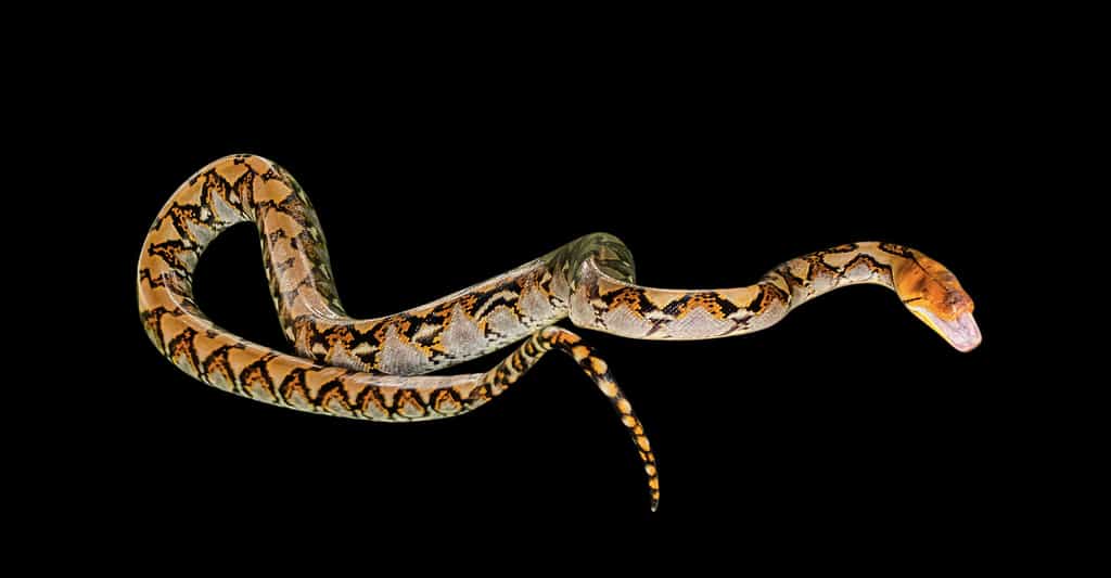 Ce serpent constricteur est l'un des plus grands serpents du monde. En effet, il mesure en moyenne entre 4 et 9 m pour un poids compris entre 90 et 140 kg. © bennymarty, Fotolia