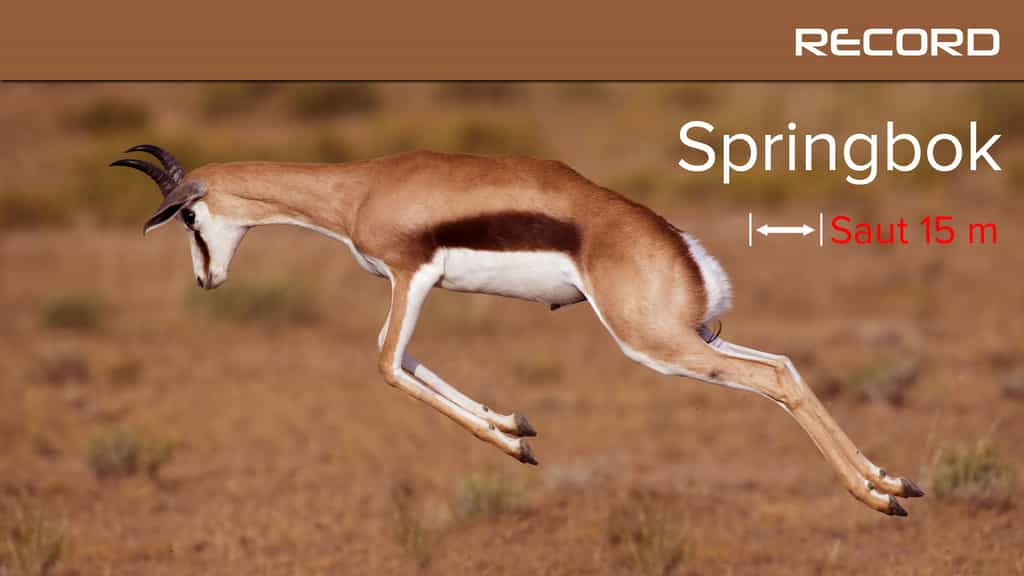 Le springbok, l'antilope montée sur ressorts