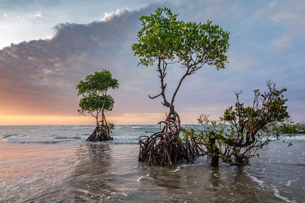 La mangrove, c’est ce paysage étonnant s’il en est. Où l’on voit des arbres littéralement sortir de l’eau. Avec leurs racines, ici mises à jour par la marée. Montrant une rage de vivre qui fait chaud au cœur.Ce biome des régions tropicales est fait de marais maritimes. Il est l’un des écosystèmes les plus productifs en biomasse de notre planète. Et il procure de nombreuses ressources aux populations locales. Mais, un peu partout dans le monde, la mangrove connait aujourd’hui une dégradation rapide. Elle aurait déjà perdu 25&nbsp;% de son étendue naturelle. ©&nbsp; Patjosse, Pixabay, DP