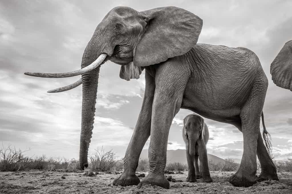 L’éléphanteau, mignon et fragile
