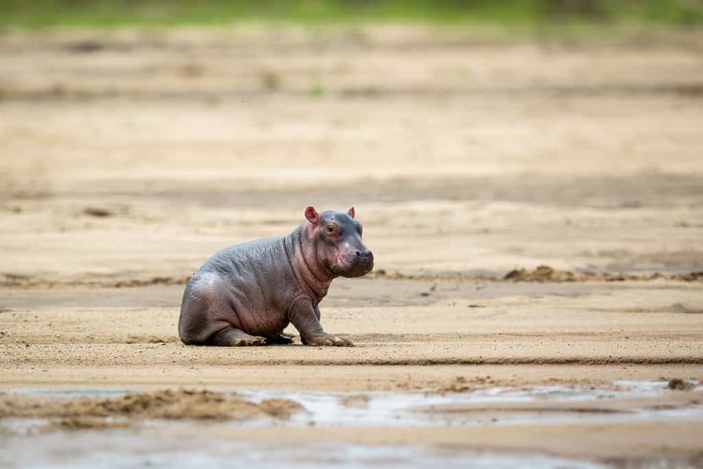 Petit d’hippopotame sera bientôt grand