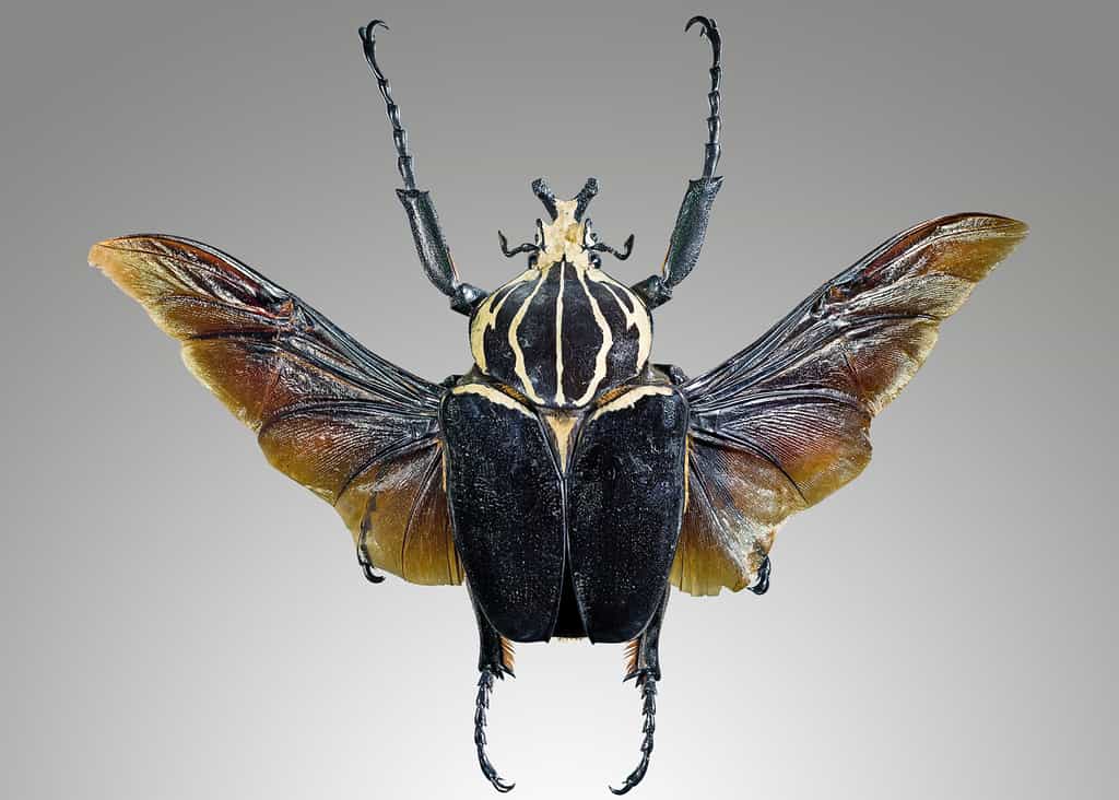 Le scarabée goliath, Goliathus goliathus. © Didier Descouens, Wikimedia Commons, CC by-sa 4.0