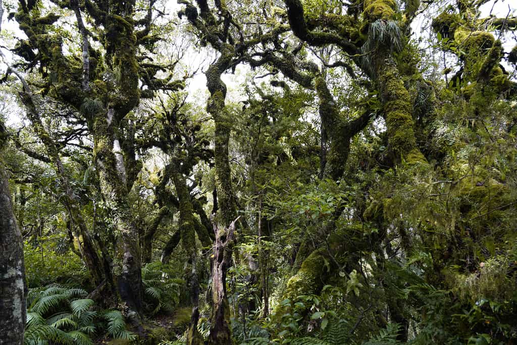 Le mont Taranaki et sa ceinture végétale unique