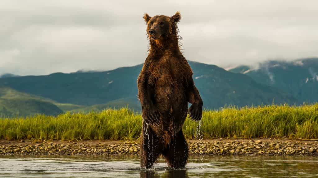 L'ours brun debout lui assure une meilleur vision