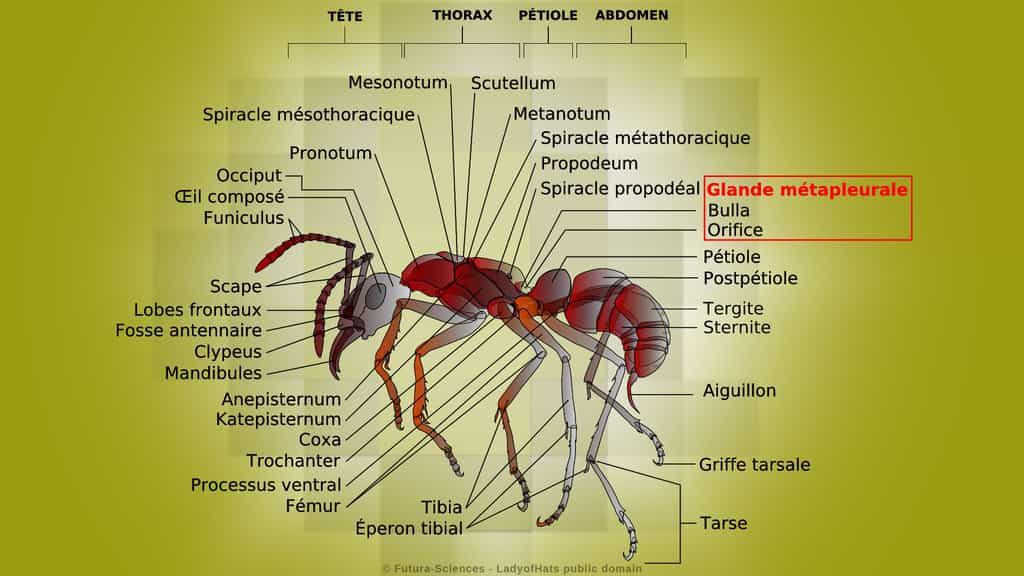 La glande antibactérienne des fourmis