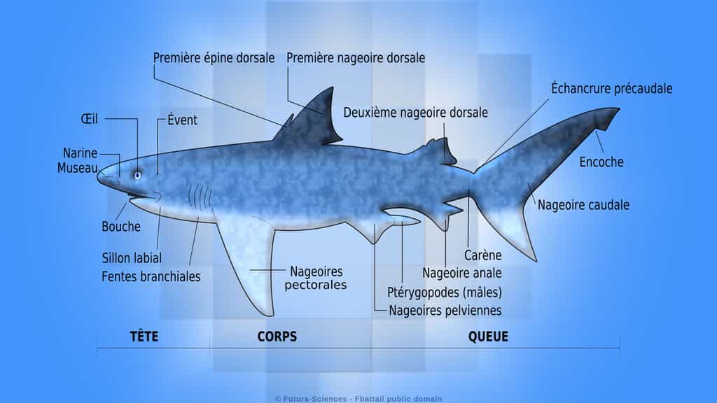 Le requin mâle et ses nageoires reproductrices