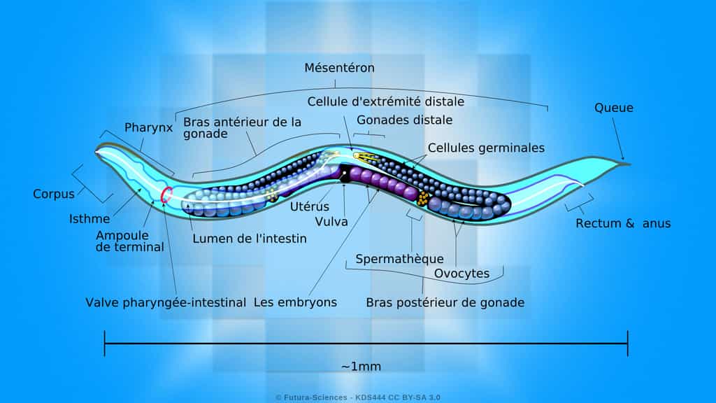 C. elegans, le ver chouchou des chercheurs