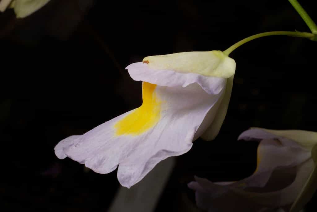 Utricularia asplundii, endémique de l'ouest de l'Amérique du Sud