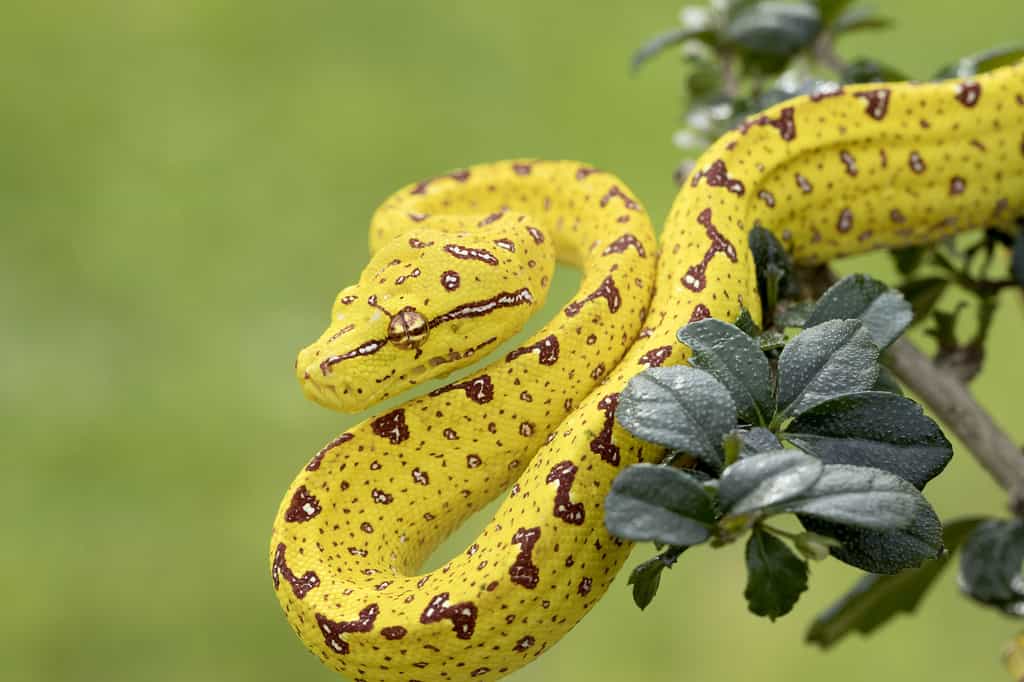 Le python vert, très différent lorsqu'il est encore jeune