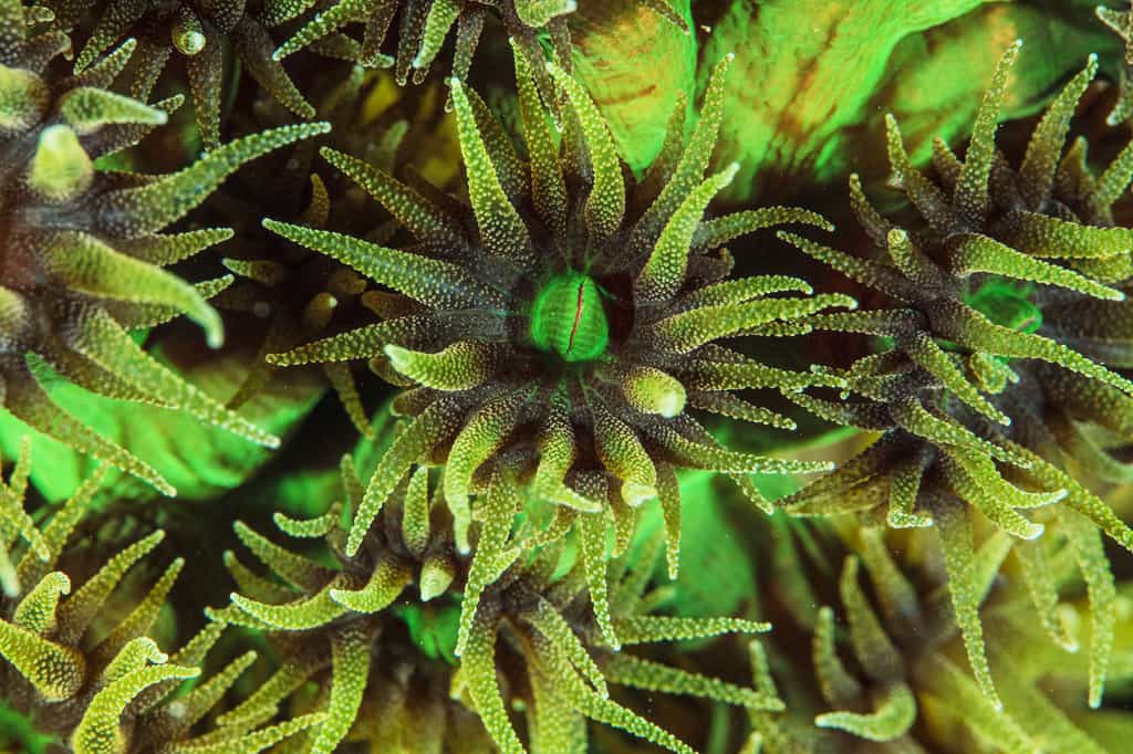 Des polypes verts de coraux