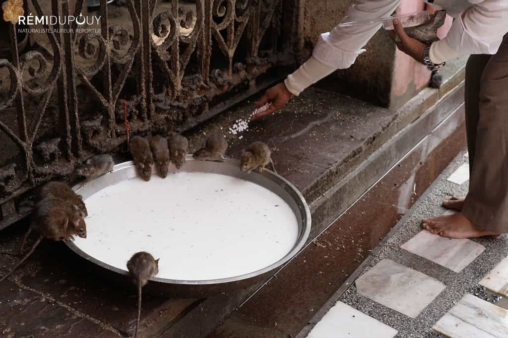 En Inde, une offrande aux rats sacrés au Rajasthan