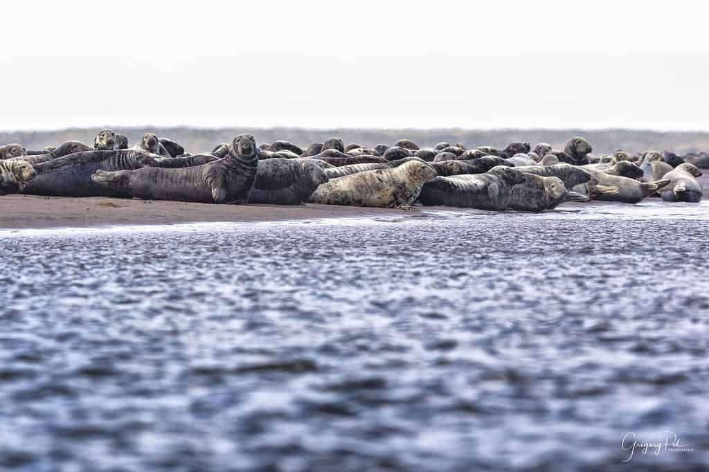 Phoques gris sur la lagune du Grand Barachois