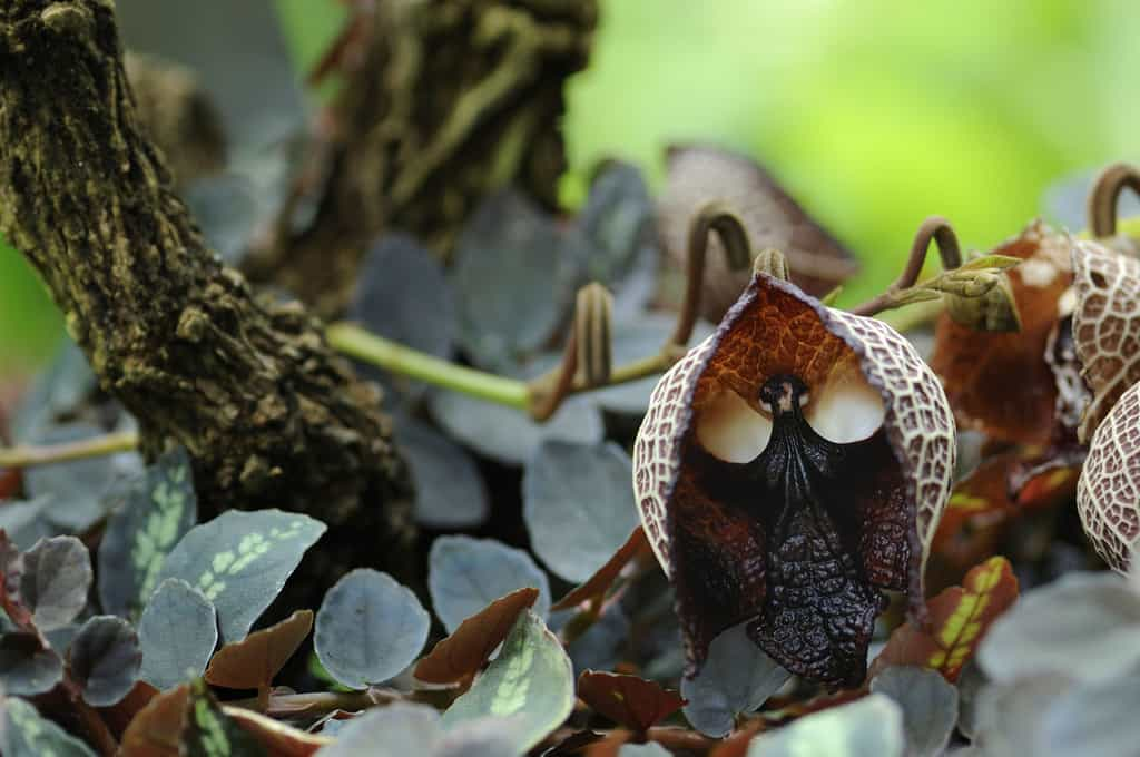 Le vengeur masqué : l'Aristolochia salvadorensis