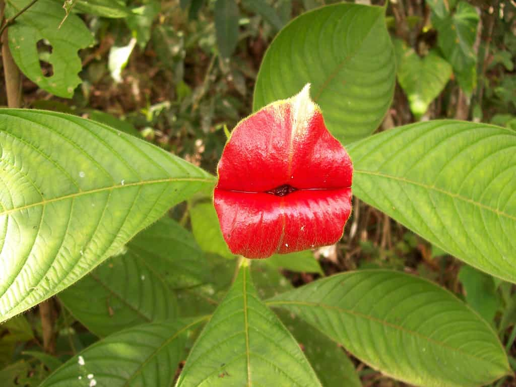 Psychotria elata, la plante à bisous