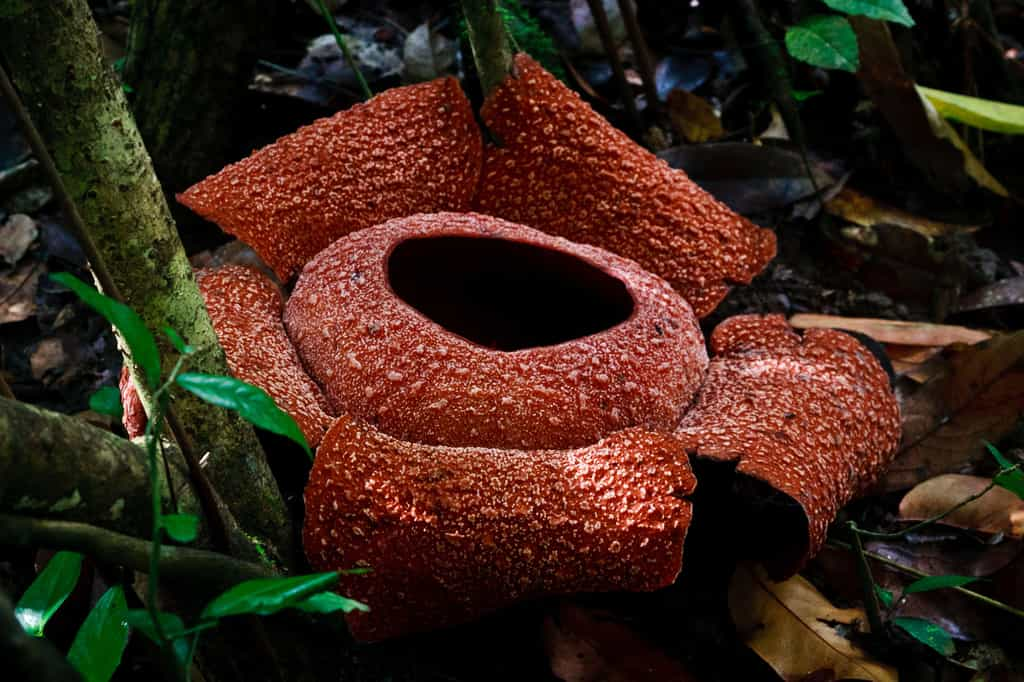 Rafflesia zollingeriana, la plus grande plante du monde