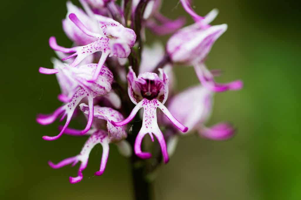 L'Orchis d'Italie recouverte de petits hommes nus