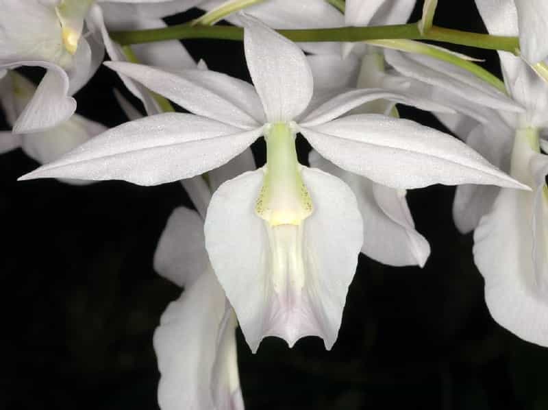 Orchidée Barkeria lindleyana du Costa Rica
