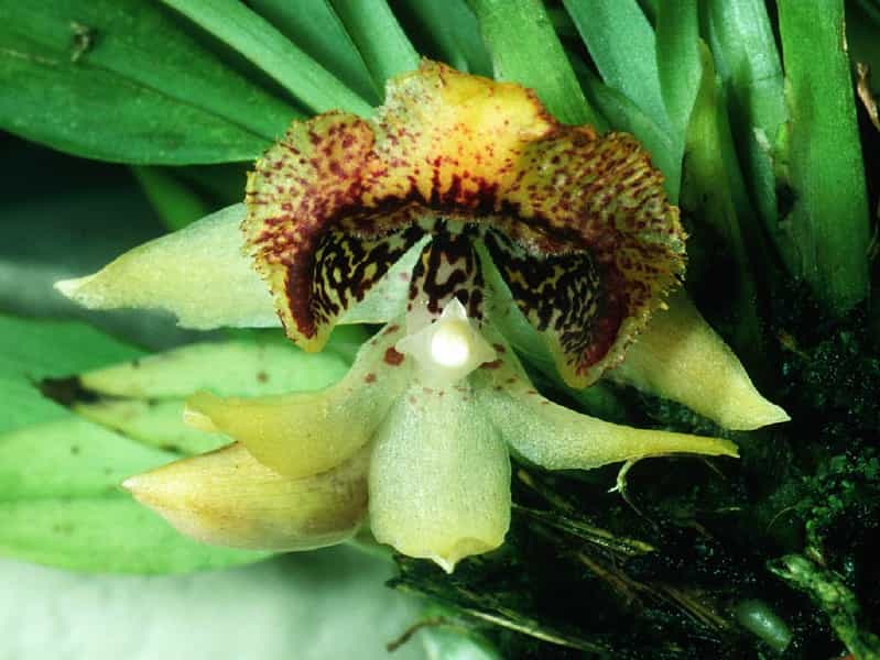 Orchidée Benzingia hirtzii