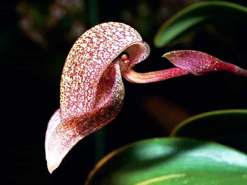 Orchidée Bulbophyllum cominsii