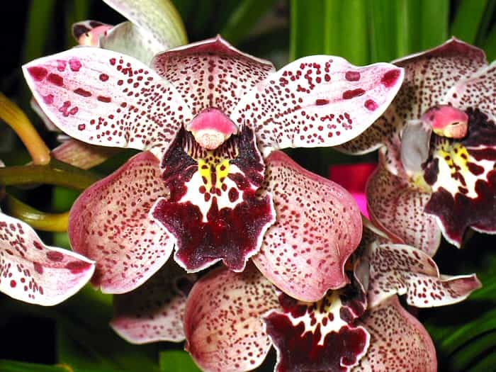 Orchidée Cymbidium Hybrid