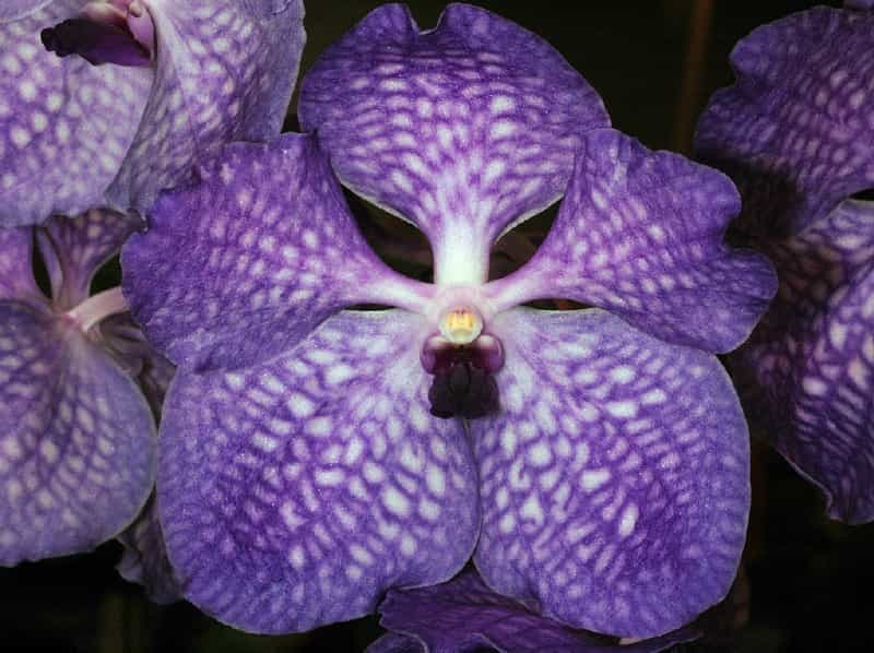 Orchidée Vanda Sansai Blue