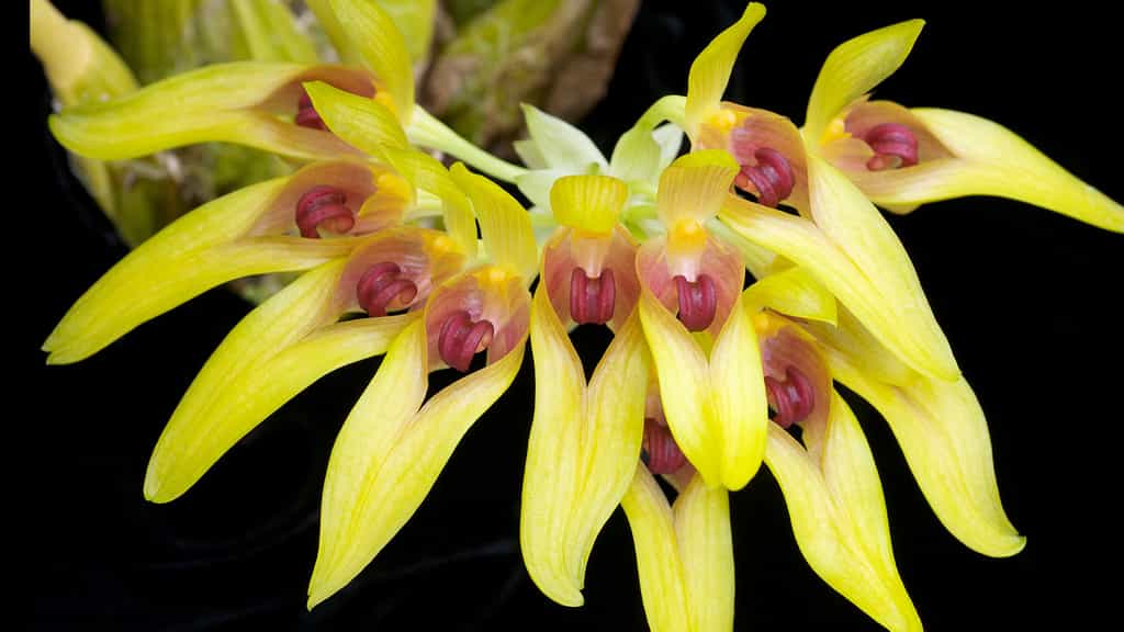 Orchidée Bulbophyllum graveolens