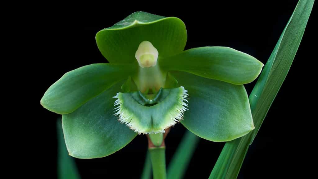 Orchidée Sudamerlycaste locusta