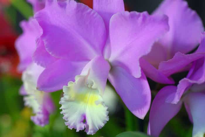 Orchidée Brassocattleya