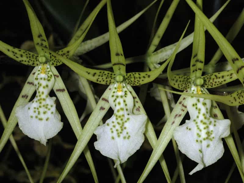 Orchidée Brassia verrucosa