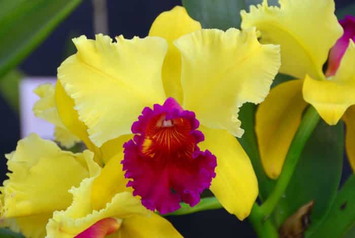 Orchidée Brassolaeliocattleya