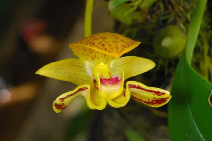Orchidée de Bornéo