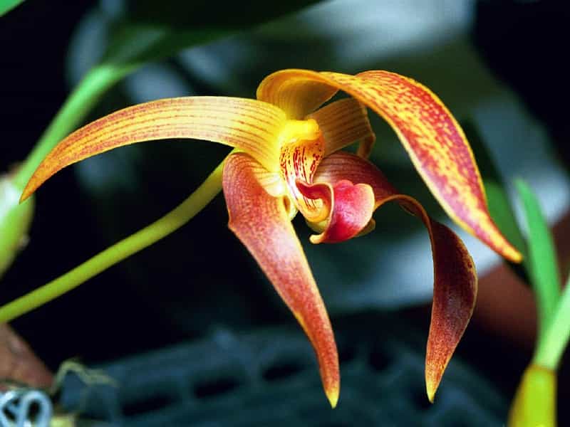 Orchidée Bulbophyllum dearii, de l'île de Bornéo